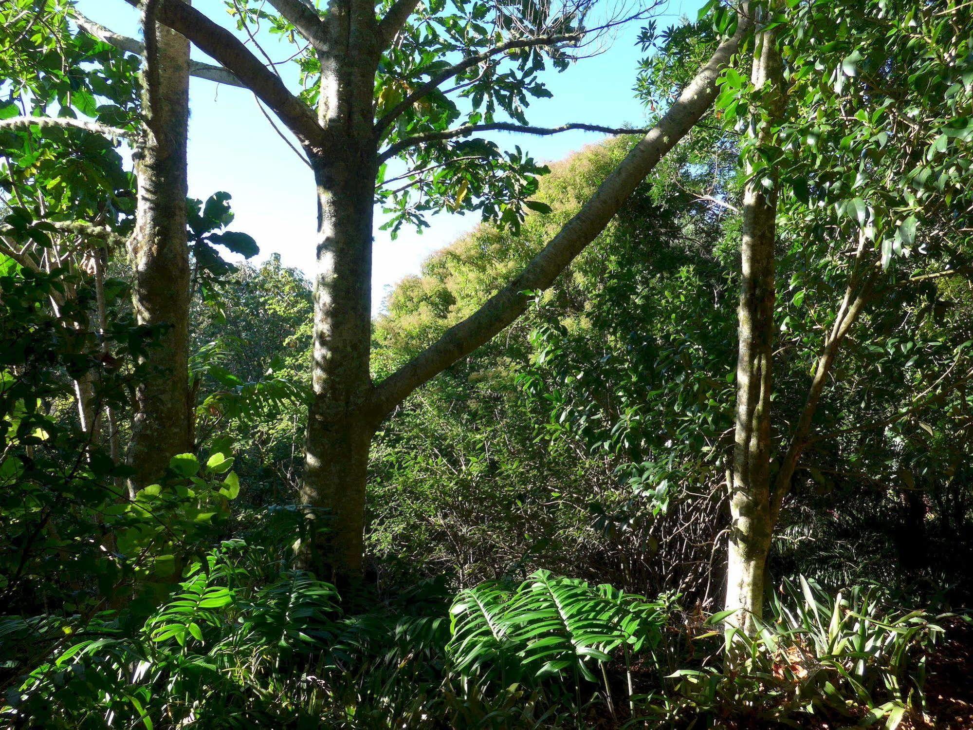 Wharepuke Subtropical Accommodation Kerikeri Exterior foto